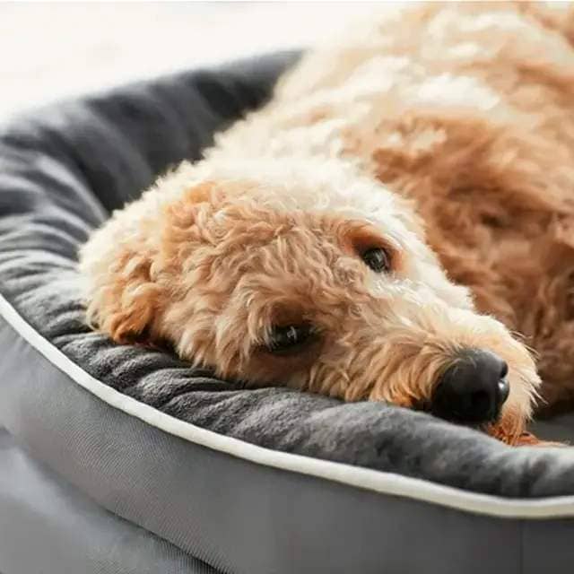 This Best-Selling Orthopedic Dog Bed Is on Sale  at Walmart