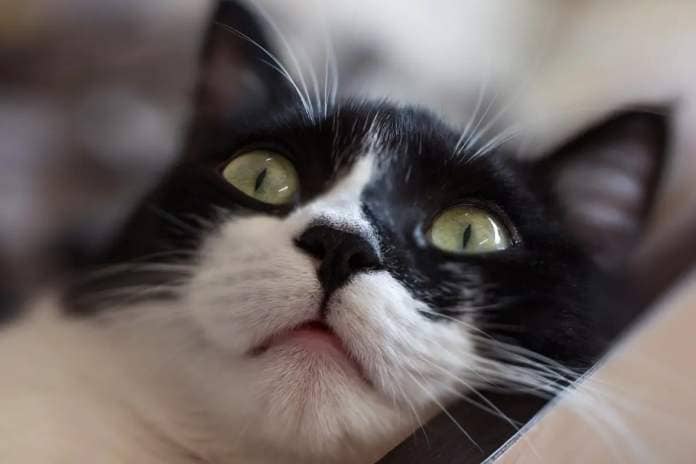 owner wonders why cats smell "heavenly"