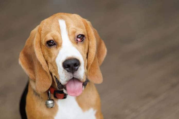 Beagle dog suffer from cherry eye disease.