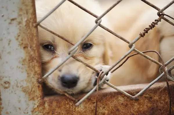 Caged puppy by Shutterstock.