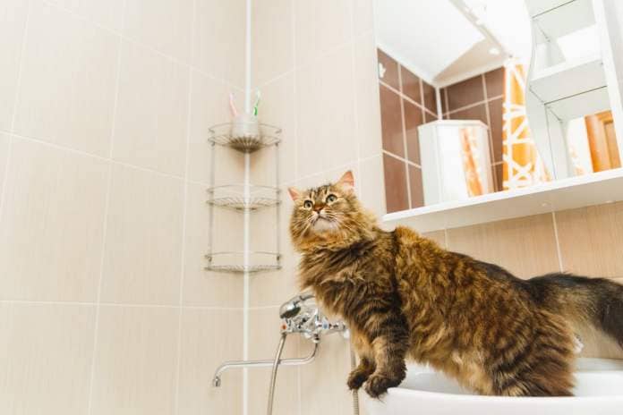 Siberian cat standing in bathroom sink. 