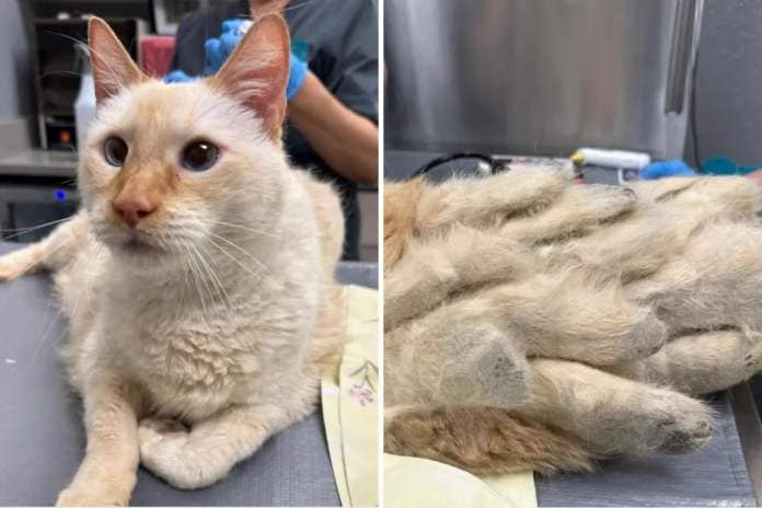 Stray cat with severe matting