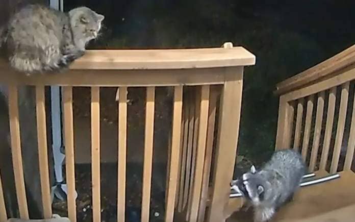A stray cat's encounter with a raccoon.