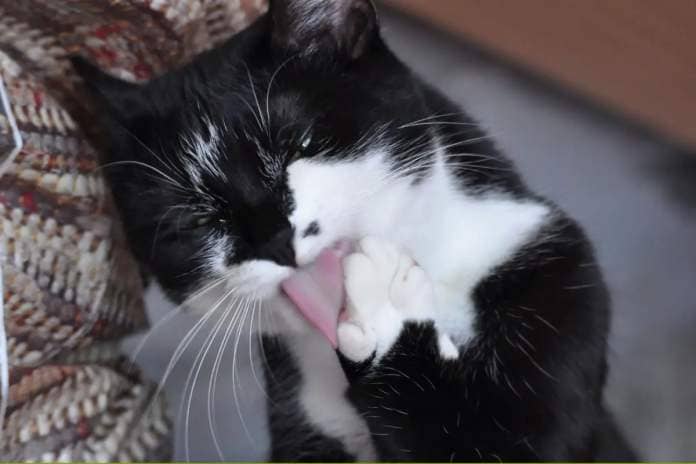 Tuxedo cat licking paw