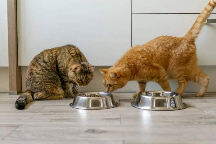 Two cats looking at food bowl.