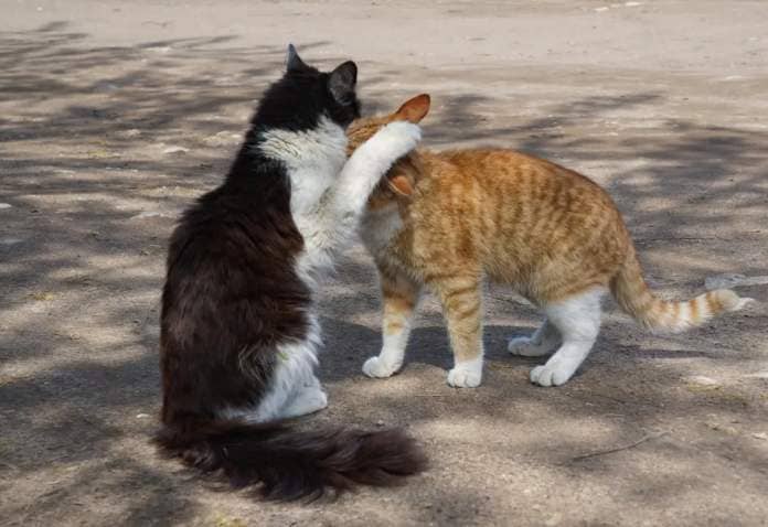 Two cats playing outdoors.