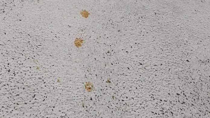A worker at the plant found a trail of yellow paw prints