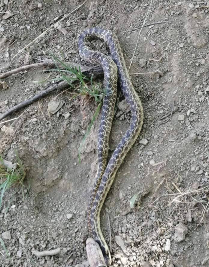 The snake was first described in 2019, researchers mentioned.