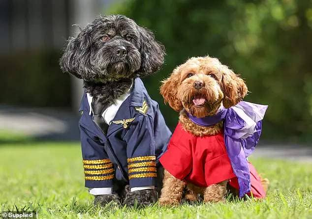 The airline said their proposal is for cats and small dogs. Pet owners would have a designated area onboard to travel with their pooch or feline