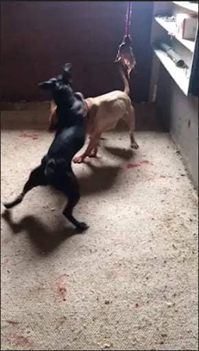 A thumbnail from a deleted video on Ali’s phone showed a dog fight (RSPCA/PA)