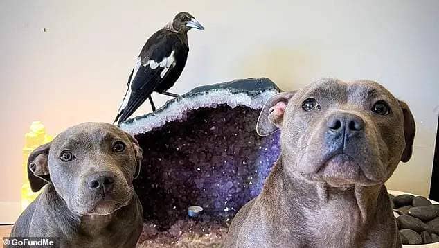 Wildlife authorities seized the Instagram-famous bird (pictured centre) over allegations the magpie was being kept unlawfully at their Gold Coast property