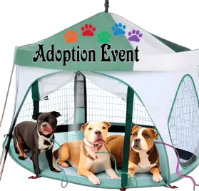 Adoption Event with pit bulls.