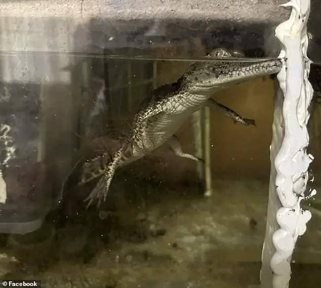 A juvenile two foot Nile crocodile found in the home of Marius Joubert