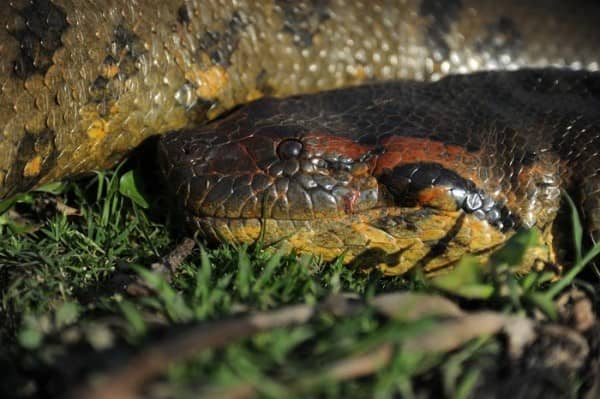 A northern green anaconda