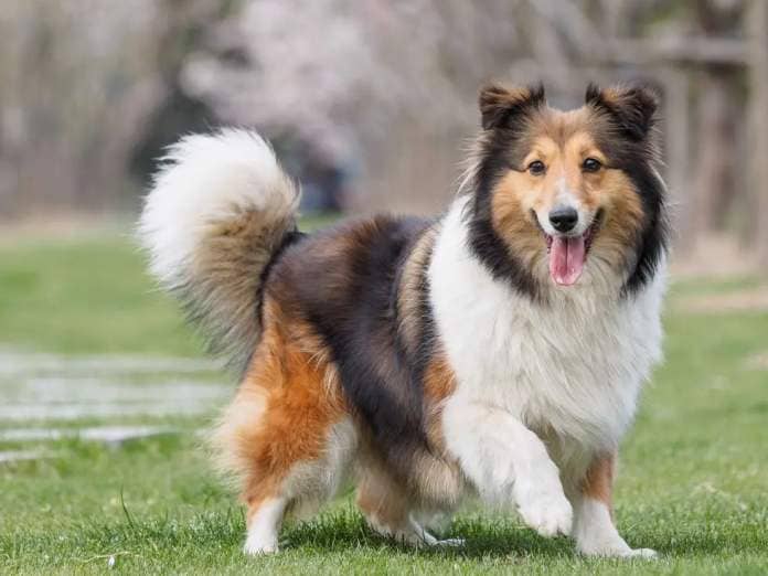 purebred shetland sheepdog outdoors in the nature on grass meadow on a spring sunny day