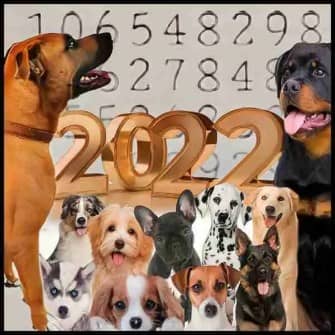 2022 dog attack statistics