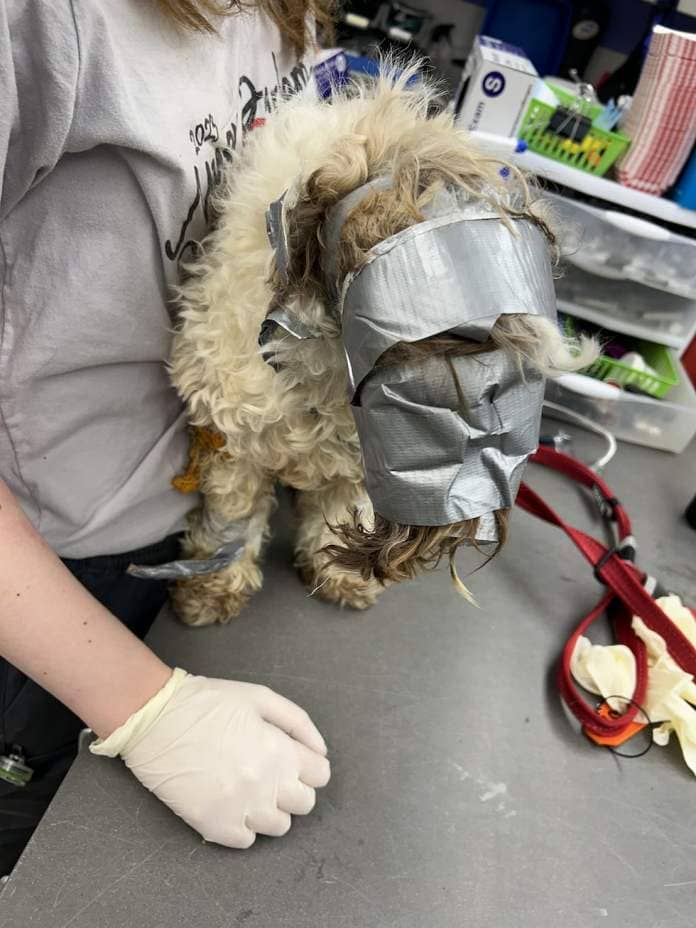 The Nebraska Humane Society is looking for information about a dog found duct-taped in a...
