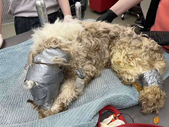 The Nebraska Humane Society is looking for information about a dog found duct-taped in a...