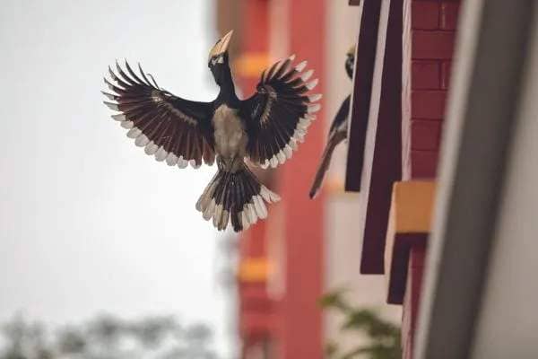 Hornbills in Singapore