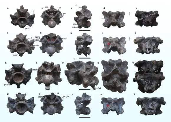 Anterior trunk vertebrae of Vasuki indicus. Scale bar - 5 cm. Image credit: D. Datta & S. Bajpai, doi: 10.1038/s41598-024-58377-0.