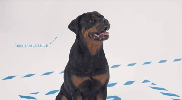 Southern Cross Pet Insurance builds on Paws Off! work with ‘Mind Control’ launch via TBWANZ
