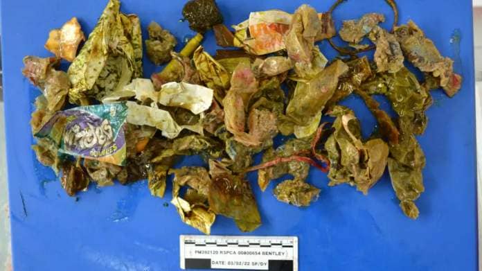 The stomach contents from Bentley the dog
