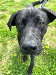 Chet is a year old and what a year it’s been! He is a lab mix looking for a family to give him the best from here on out! He loves to go on walks and come home to snuggle on the couch. He’s a big goof with an even bigger heart. Can you find it in your heart to make your home, his?