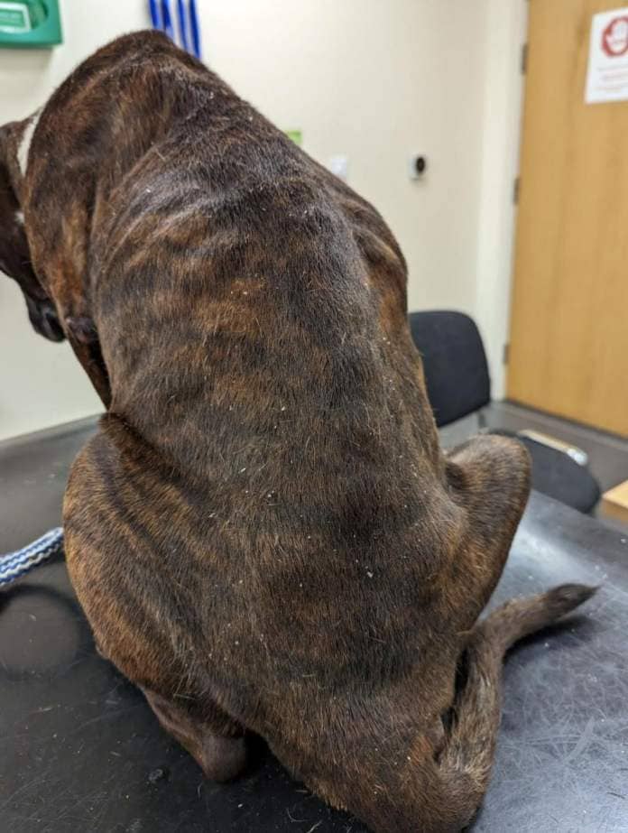 The Northern Echo: Dozer the Staffordshire Bull Terrier had to be put down due to his condition Credit: RSPCA