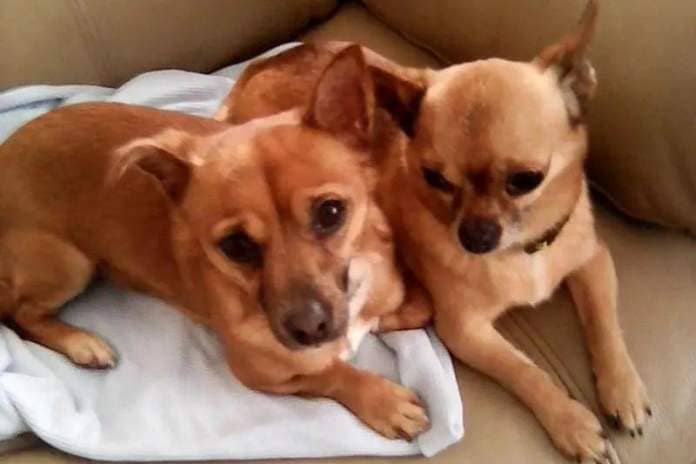 Four year old Minnie (Chihuahua cross) and eight year old Bella (Chihuahua) are very attached and will need to be rehomed together.