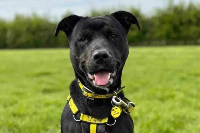 One year old Shelly is a playful, friendly, sweet, young lab cross who enjoys meeting new people.