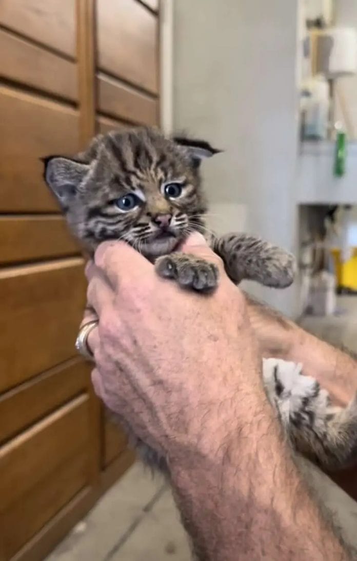 Baby bobcat being held up by a person