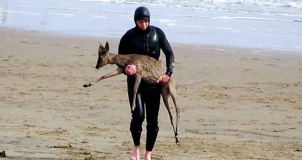 The deer was rescued by a paddleboarder on Cleethorpes beach