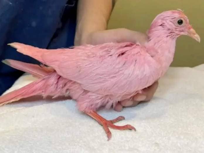 A pink pigeon may have been dyed and released, a rescue group has alleged (Wild Bird Fund)