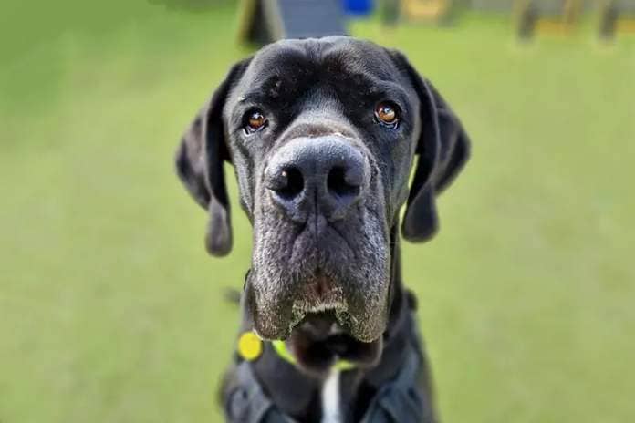 Lenny is a gorgeous three-year-old Great Dane who is looking for a home with people who are keen to do some training and either have experience of very large breed dogs, or are keen to work with the team to slowly transition him into a home. He is full of fun and loves to play.