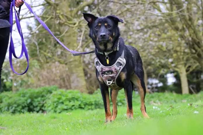 Two-year-old Max We is an Australian Kelpie who is
currently looking for a new home with owners who truly understand working breeds like his. He’s really smart and likes to be kept busy as well as enjoying his outdoor activities.