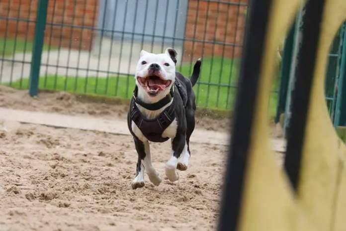 Bella is a bubbly and very energetic six-year-old Staffy who simply adores people. Sadly she is very worried by other dogs so need adopters who will work with the team to continue her training as she settles into her home.