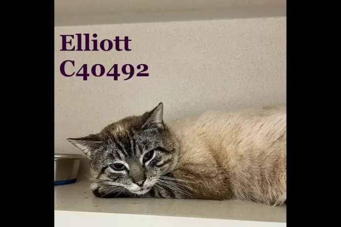 Montgomery County Animal Care and Control - Elliot