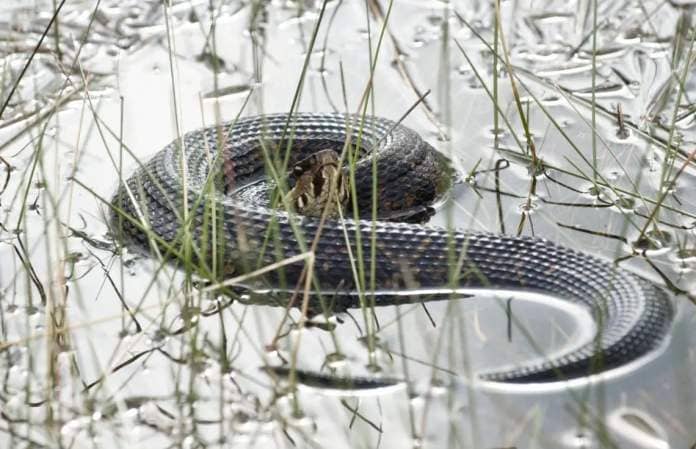 A cottonmouth snake curls up on the surface of a pond.