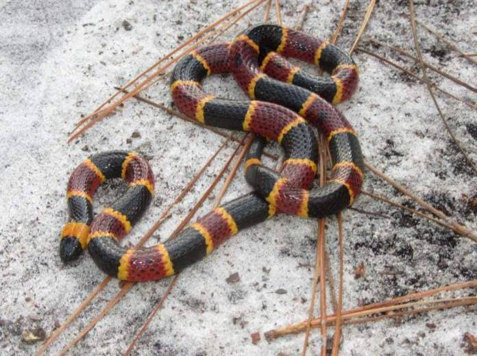 An eastern coral snake is rare in Georgia, but are extremely venomous. 