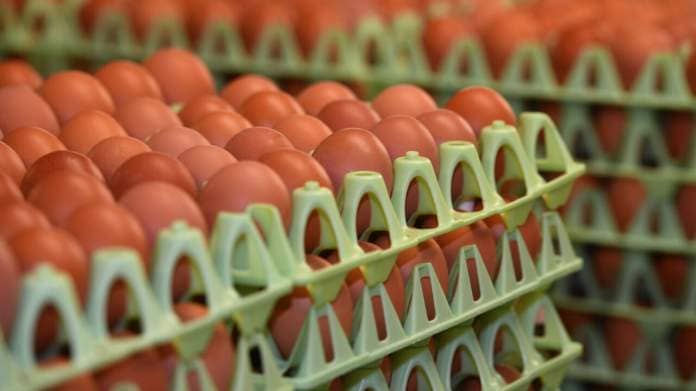 RSPCA Assured extends pause for new laying hen welfare standards