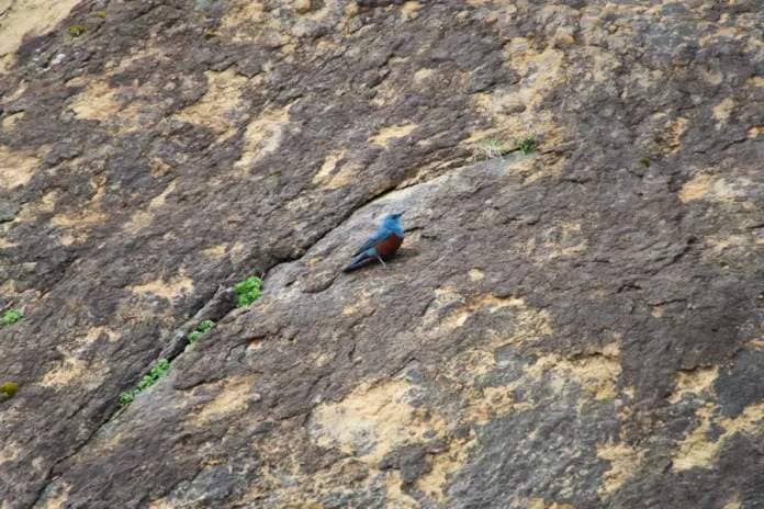 blue rock thrush