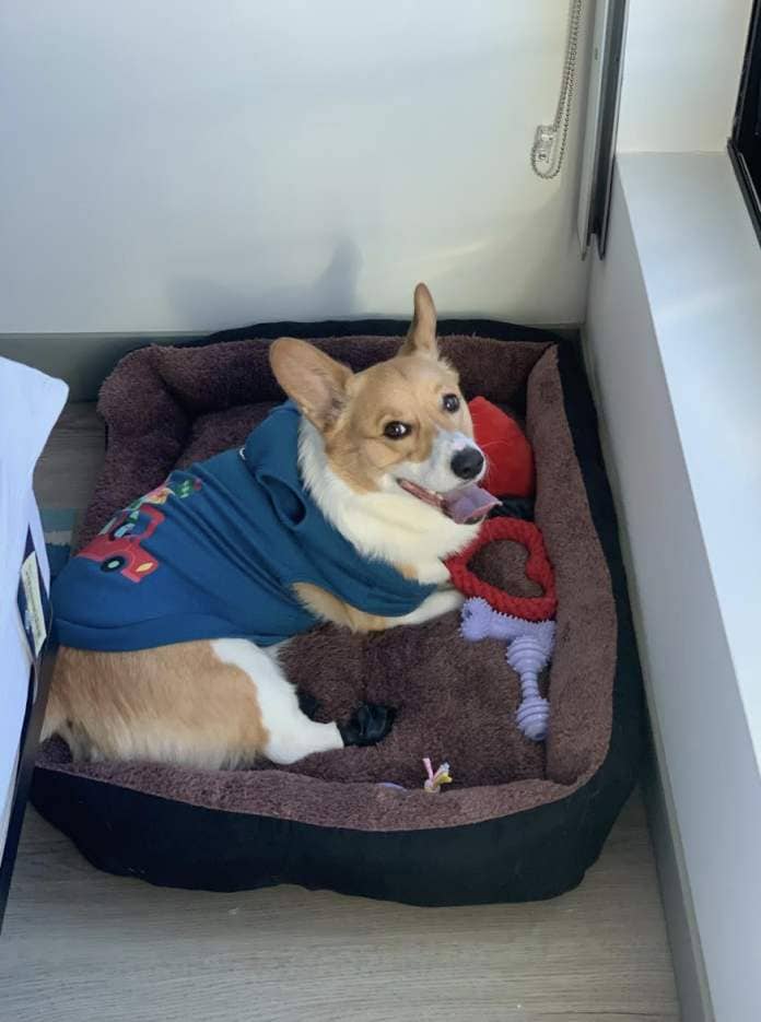 A Corgi in a bed wearing a superhero cape plays with toys; relevant for pet-friendly travel content