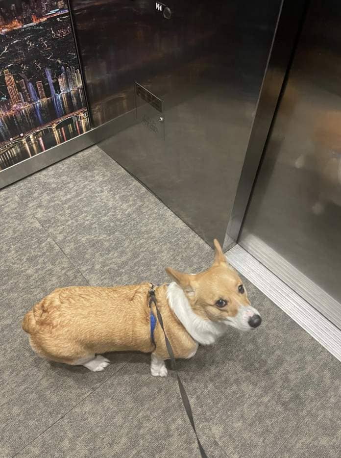 A Corgi dog on a leash inside an elevator with a cityscape backdrop