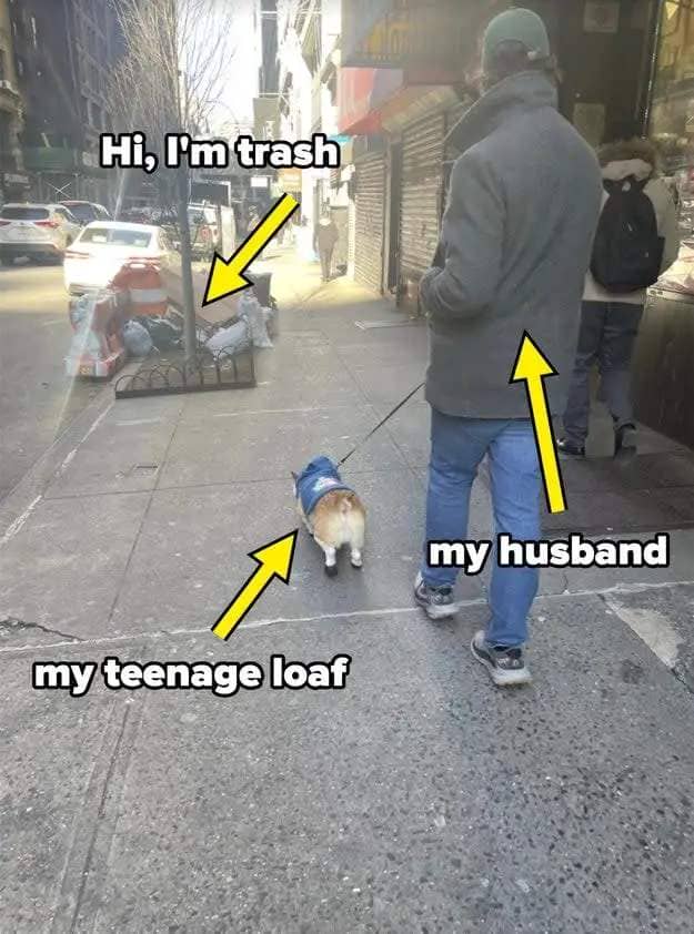 Person walks a corgi on a city street, humorous text overlay pointing to a bin, dog, and person labeled as trash, teenage loaf, and husband