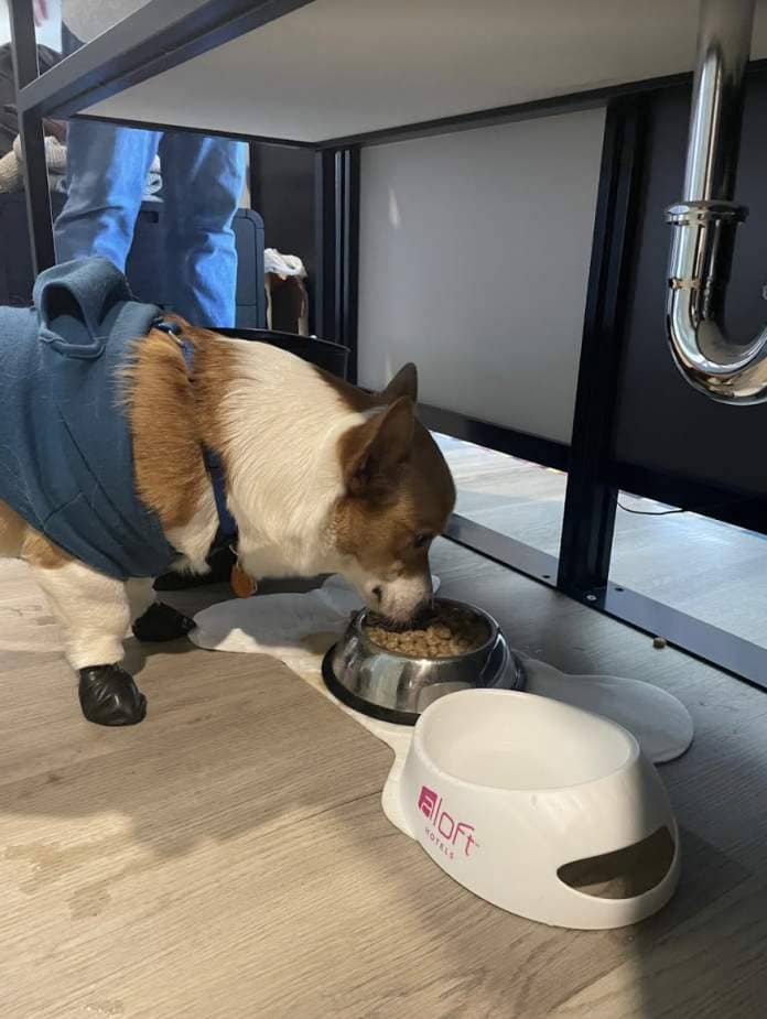 A dog in a harness eats from a bowl inside a pet-friendly hotel room, illustrating travel accommodations for pets