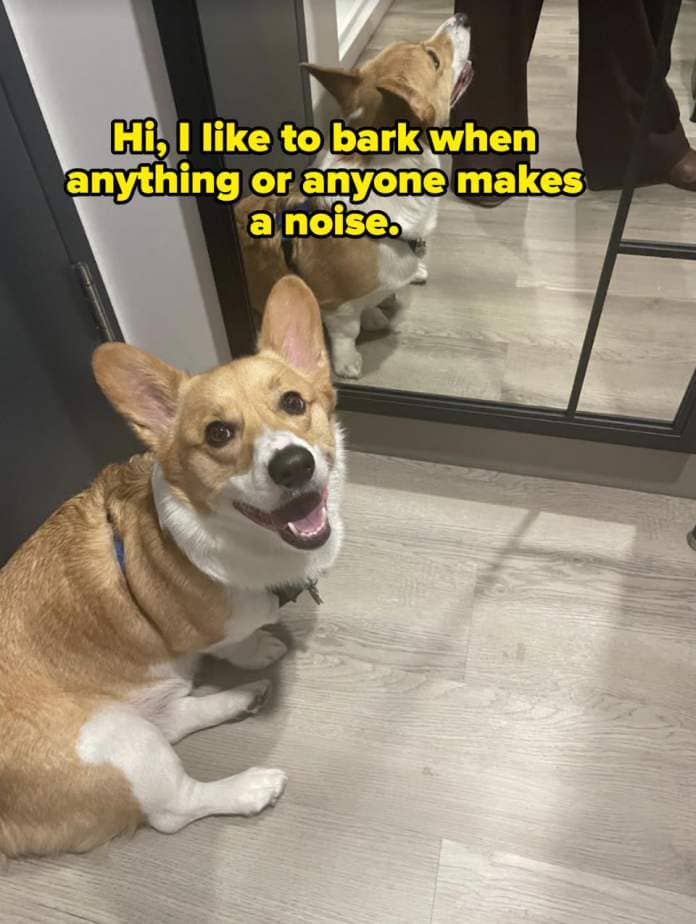 Smiling corgi sitting on the floor inside a room with a reflection in a mirror