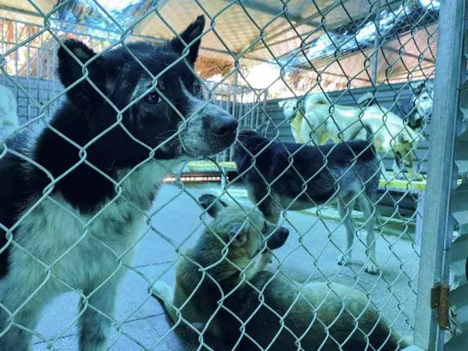 Minh Quangs rescue center in Thanh Oai district, Hanoi, cares for 5-7 dogs rescued from slaughterhouses as of July 2023. Photo by VnExpress/Quynh Nguyen