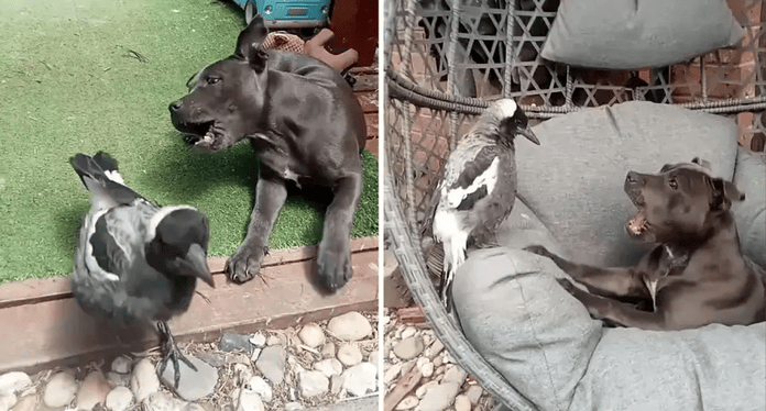 Two stills from the Stu and Navy TikTok account featuring a magpie and a staffy.