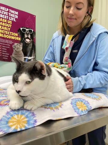 <p>Kay Ford</p> Patches with his vet, Dr. Meaghan, at Wellesley Animal Hospital in April 2024