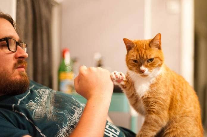 https://www.gettyimages.co.uk/detail/photo/man-and-cat-do-a-fist-bump-royalty-free-image/588626334